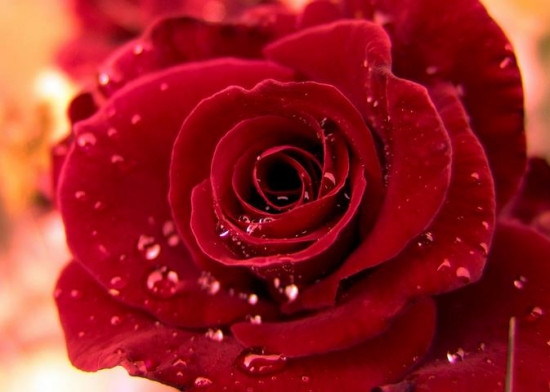 玫瑰花的功效与作用及食用办法：孕妇不宜喝玫瑰花茶