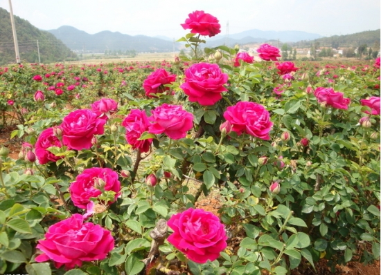 玫瑰花的养殖办法和留意事项：怕涝,浇水过多会死亡