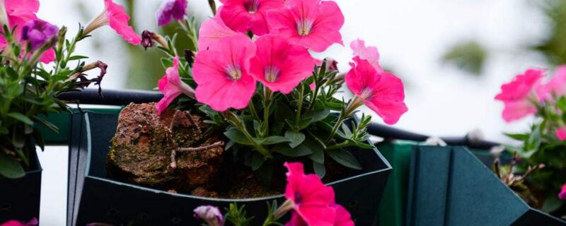 藏红花的繁殖办法