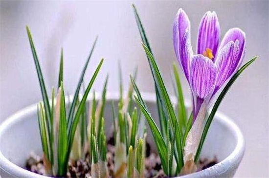 藏红花的繁殖办法