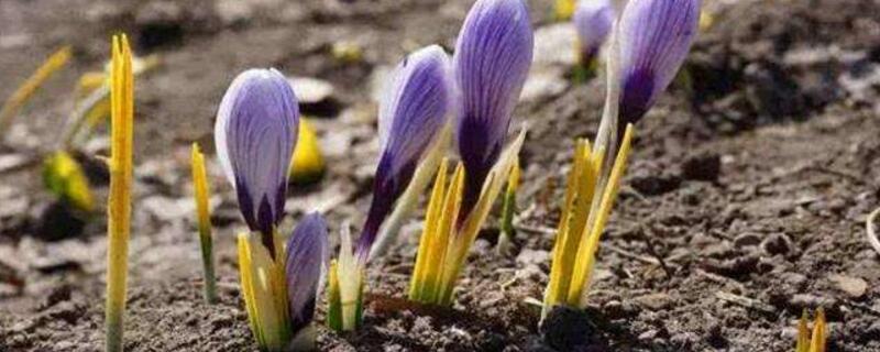 藏红花的种植办法
