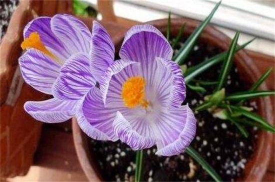 藏红花的种植办法