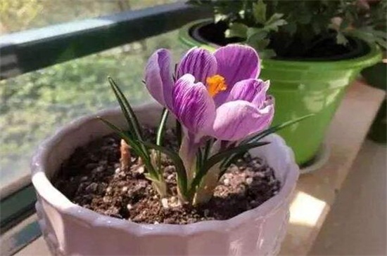 藏红花的种植办法