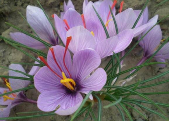 藏红花如何泡水喝，藏红花泡水喝的功效