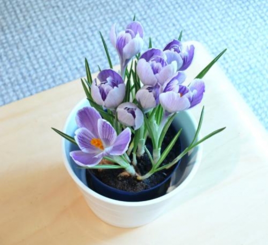 藏红花的养殖办法及留意事项：在养护过程中要留意及时排去积水