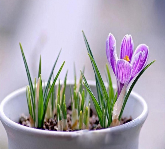 藏红花的养殖办法及留意事项：在养护过程中要留意及时排去积水