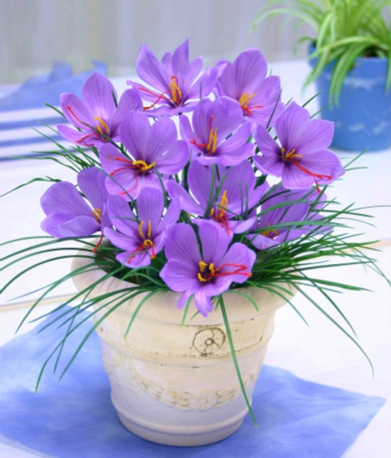 藏红花的养殖办法及留意事项：在养护过程中要留意及时排去积水