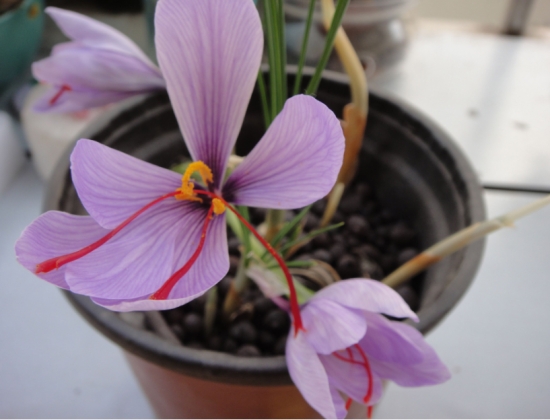 藏红花的养殖办法及留意事项：在养护过程中要留意及时排去积水