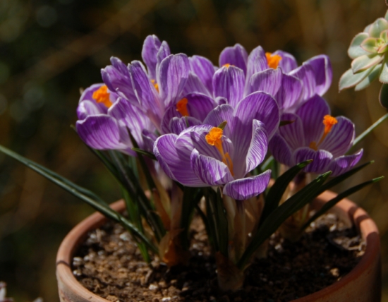 藏红花的养殖办法及留意事项：在养护过程中要留意及时排去积水