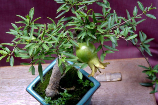 石榴花盆景如何扦插，扦插生根只需五步(附养护技巧)