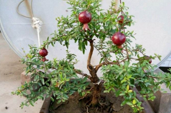 石榴花盆景如何扦插，扦插生根只需五步(附养护技巧)