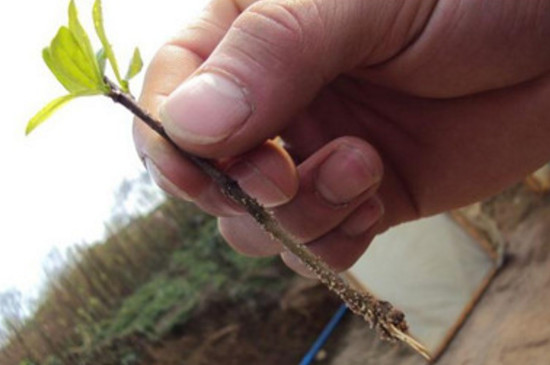 石榴花盆景如何扦插，扦插生根只需五步(附养护技巧)