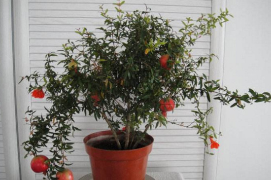 石榴花盆景如何扦插，扦插生根只需五步(附养护技巧)