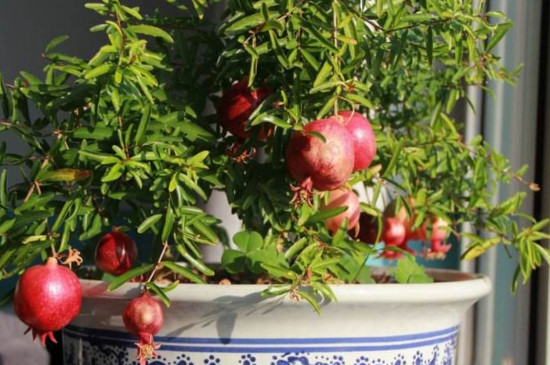 石榴花盆景如何扦插，扦插生根只需五步(附养护技巧)