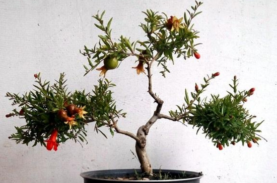 石榴花盆景如何扦插，扦插生根只需五步(附养护技巧)