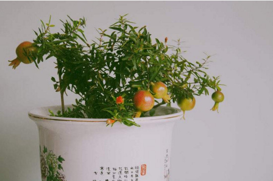 石榴花盆景如何扦插，扦插生根只需五步(附养护技巧)