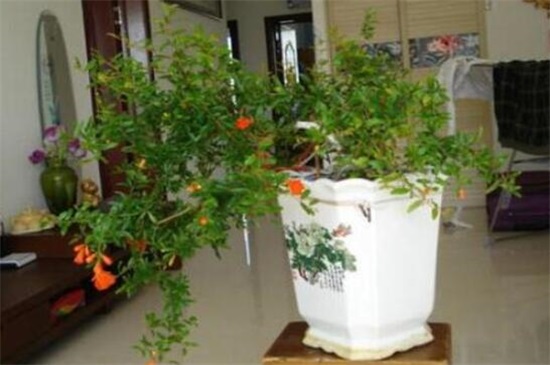 石榴花盆栽养殖办法，4大办法让石榴花开灿烂硕果累累