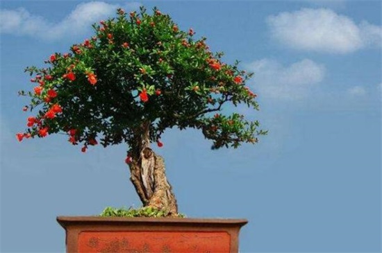 石榴花盆栽养殖办法，4大办法让石榴花开灿烂硕果累累