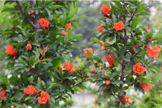 石榴花盆栽养殖办法，4大办法让石榴花开灿烂硕果累累