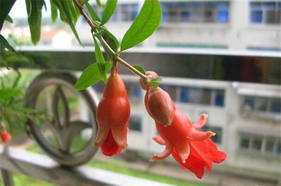 石榴花盆栽养殖办法，4大办法让石榴花开灿烂硕果累累