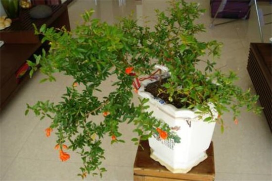 石榴花盆栽养殖办法，4大办法让石榴花开灿烂硕果累累