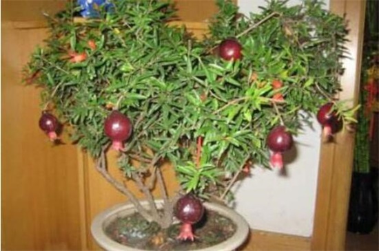 石榴花盆栽养殖办法，4大办法让石榴花开灿烂硕果累累