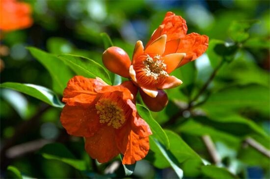 石榴花盆栽养殖办法，4大办法让石榴花开灿烂硕果累累