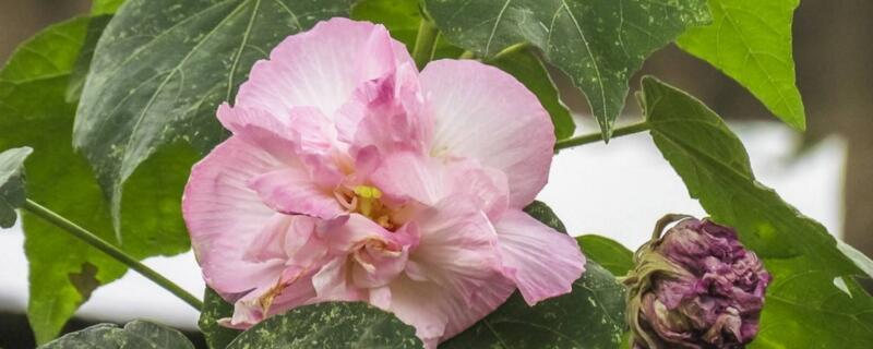 芙蓉花为何会变色