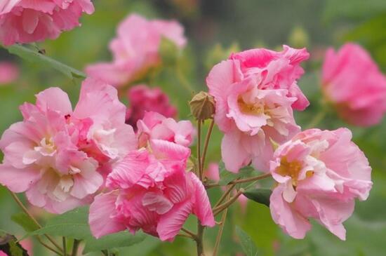 芙蓉花为何会变色