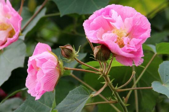 芙蓉花为何会变色