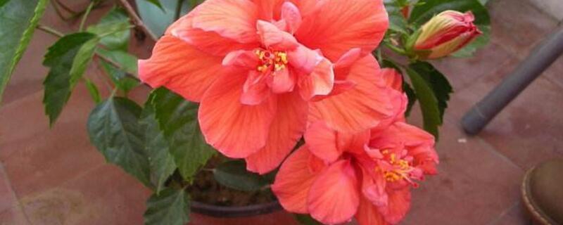 芙蓉花的养殖办法和留意事项