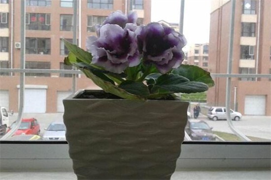 芙蓉花的养殖办法和留意事项