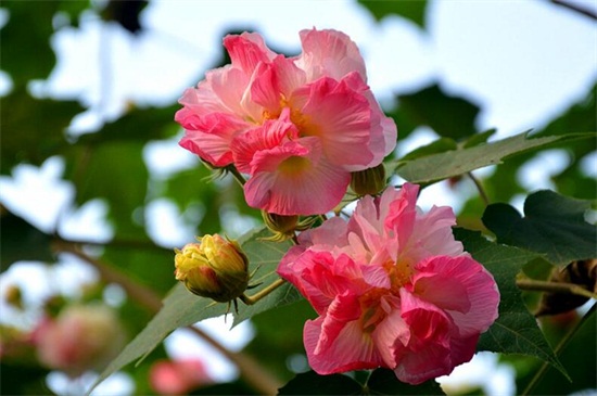 芙蓉花的养殖办法和留意事项