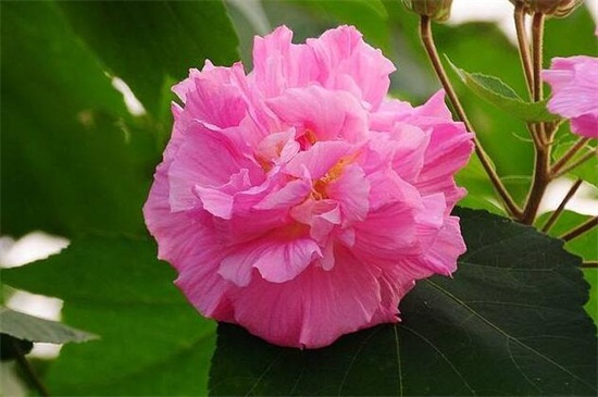 芙蓉花的养殖办法和留意事项