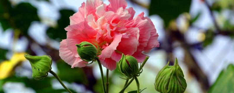 芙蓉花如何修剪