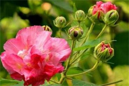 芙蓉花如何修剪