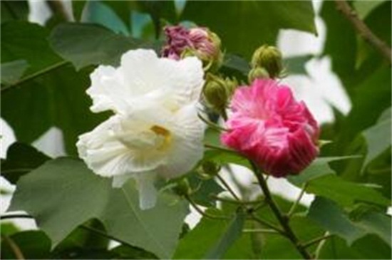 芙蓉花如何修剪