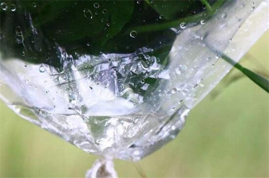 芙蓉花如何修剪