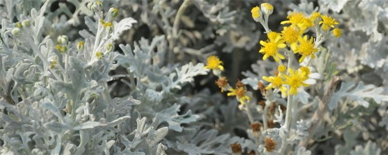 芙蓉菊的养殖办法及留意事项