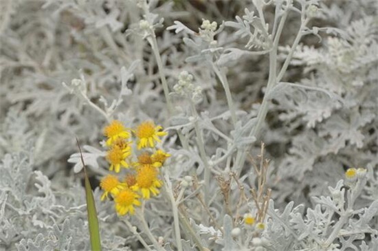 芙蓉菊的养殖办法及留意事项