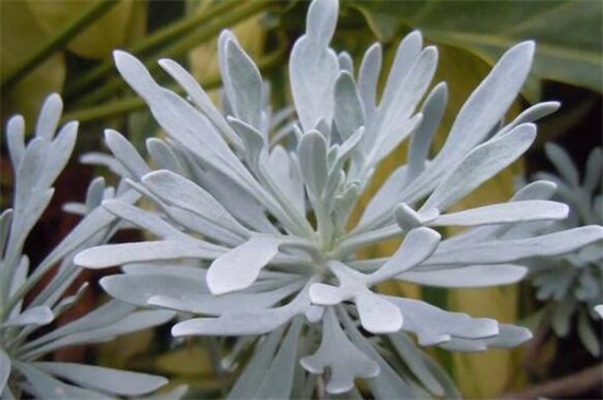 芙蓉菊的养殖办法及留意事项