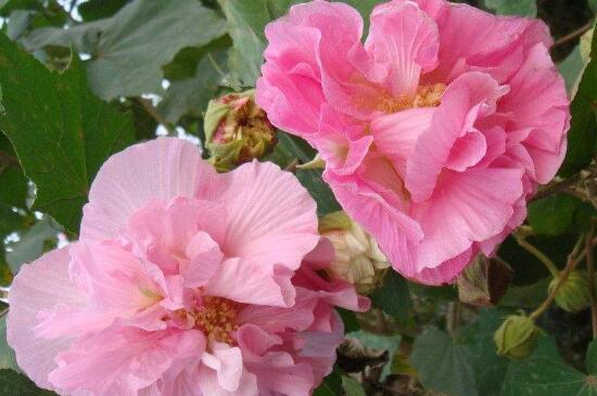 芙蓉花象征什么