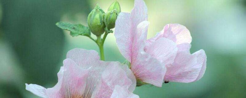 芙蓉花如何浇水