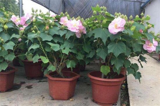 芙蓉花如何浇水