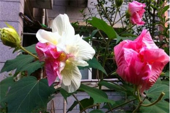 芙蓉花多久浇一次水，一年四季浇水办法