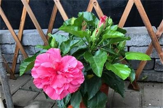 芙蓉花多久浇一次水，一年四季浇水办法