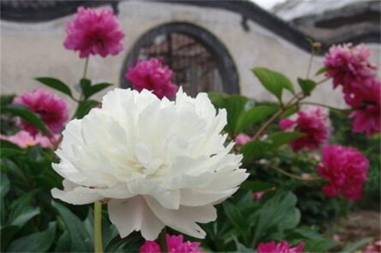 芙蓉花多久浇一次水，一年四季浇水办法