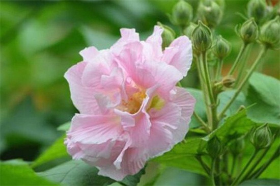 芙蓉花多久浇一次水，一年四季浇水办法