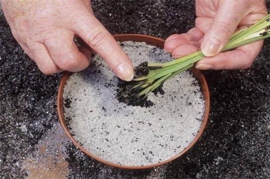 盆栽芙蓉花的种植办法，掌握6个步骤可花开最美