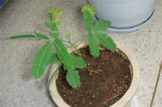 盆栽芙蓉花的种植办法，掌握6个步骤可花开最美